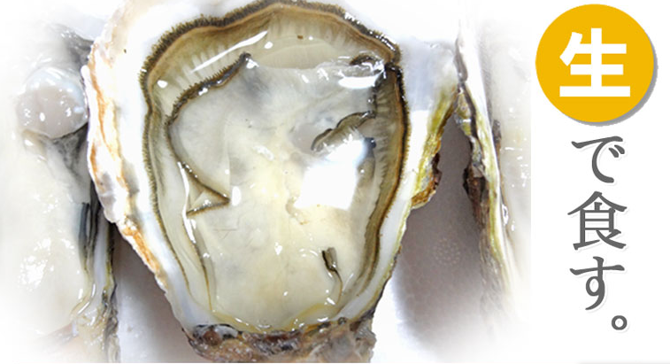 生牡蠣 生食用 の格安の通販はどこ 広島県の最も綺麗な海で生産された殻付き牡蠣 殻付き牡蠣を通販でお得にお腹いっぱい食べるなら